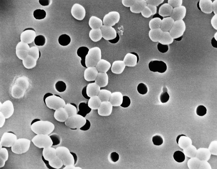 Scanning Electron Micrograph of Enterococcus species. From Public Health Image Library (PHIL). [10]