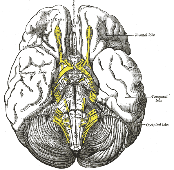 Base of brain.