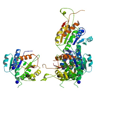 File:PBB Protein HSD17B10 image.jpg