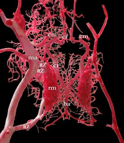 cr = Arteria cerebri rostralis, cm = Arteria cerebri media, ma = Arteria maxillaris, RZ = Retezuflüsse, ci = Arteria carotis interna, rm = Rete mirabile, ba = Arteria basilaris