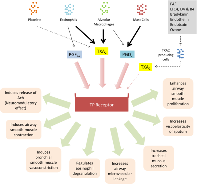Biological activities of TP receptor.png