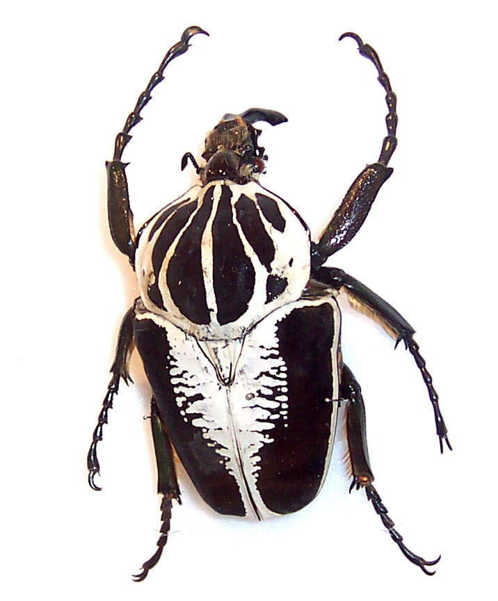Goliath beetle