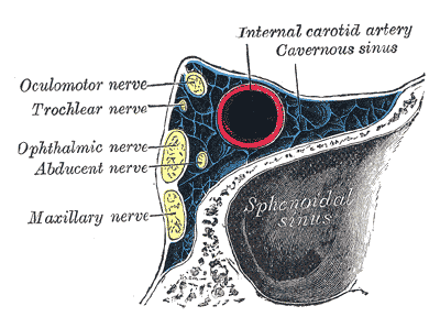 Oblique section through the right cavernous sinus.