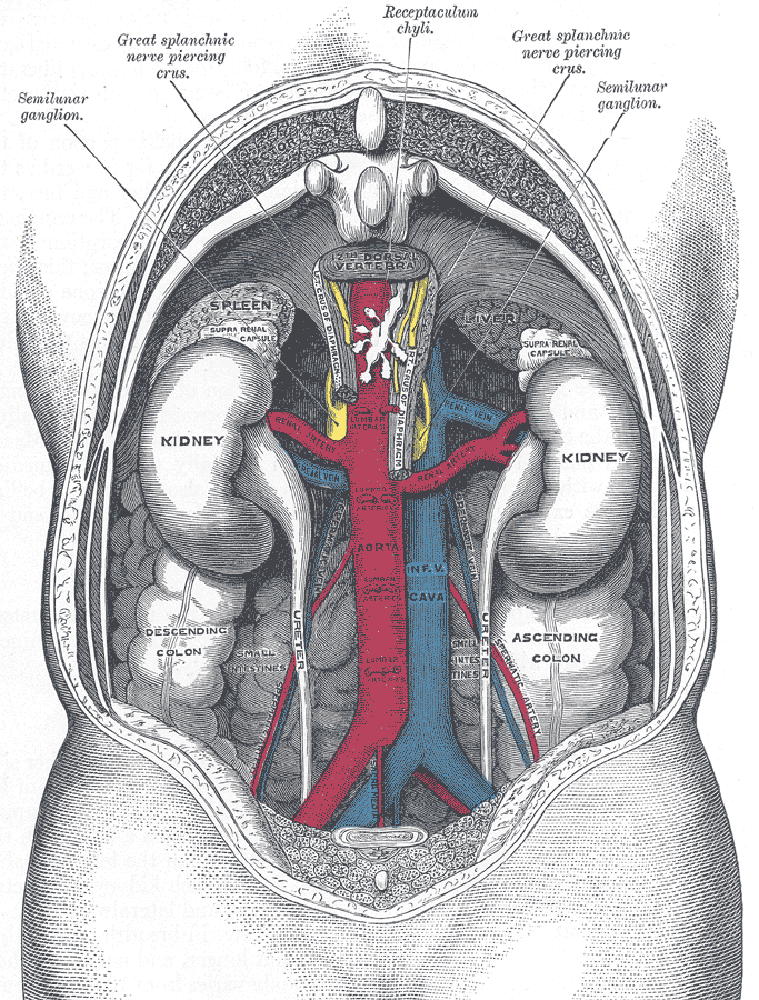 The relations of the viscera and large vessels of the abdomen. Seen from behind, the last thoracic vertebra being well raised.