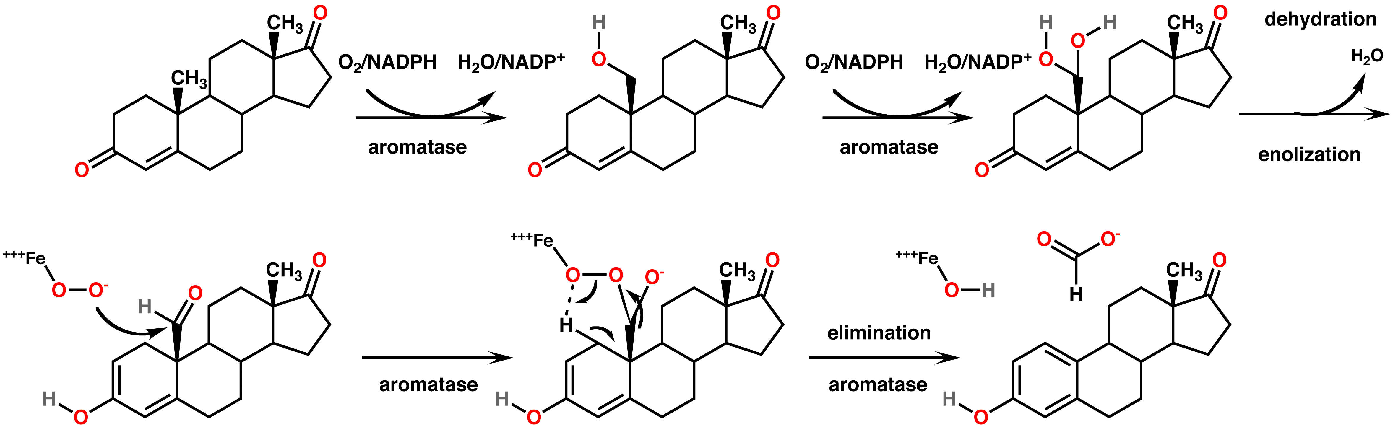 File:Aromatase mechanism.png