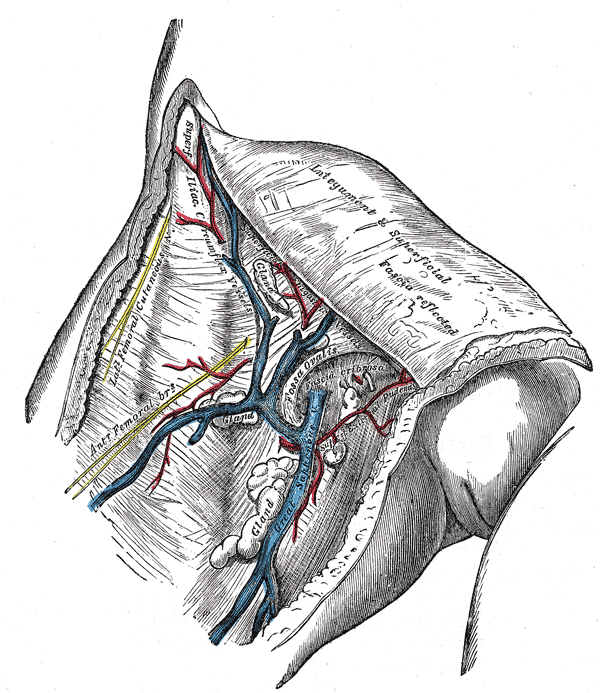 The great saphenous vein and its tributaries at the fossa ovalis in the groin.