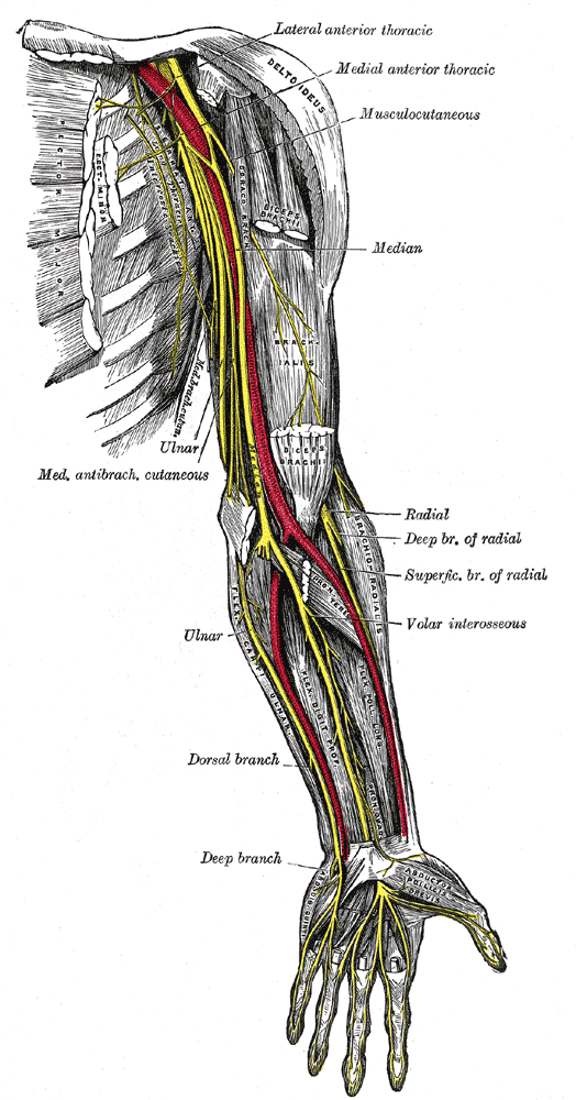 Nerves of the left upper extremity.