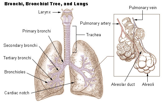 Bronchi, bronchial tree, and lungs