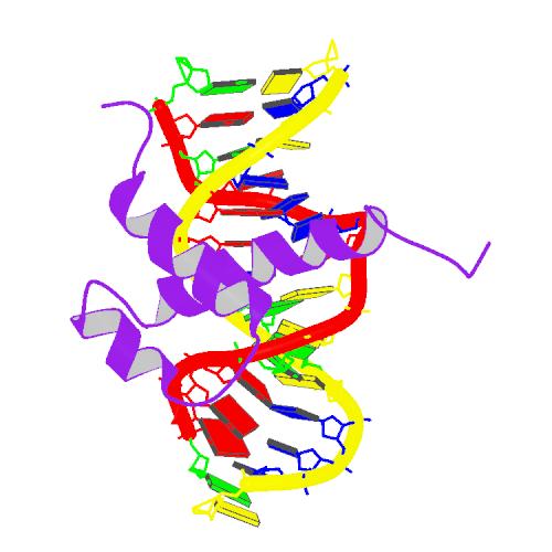 File:PBB Protein HOXA7 image.jpg