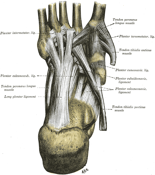 The deep ligaments of the arch of the foot