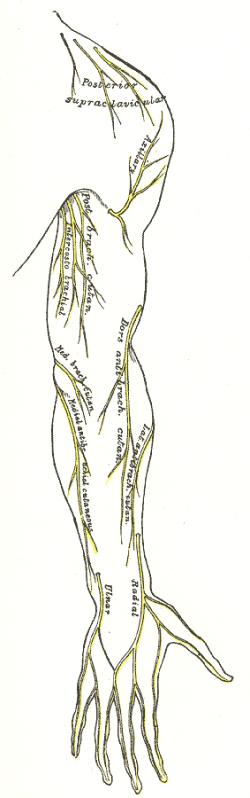 Cutaneous nerves of right upper extremity. Posterior view.