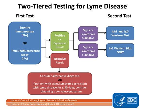 File:Two tiered testing for lyme disease 600px.jpg