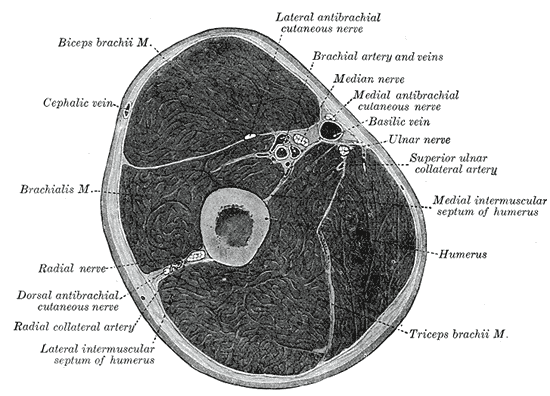 Cross-section through the middle of upper arm.