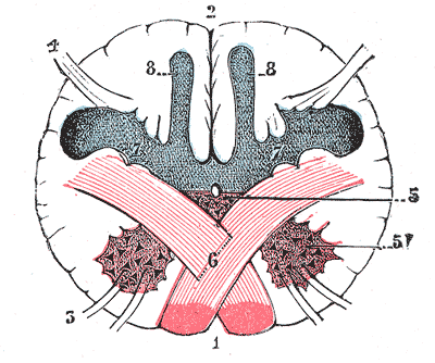 Section of the medulla oblongata at the level of the decussation of the pyramids.