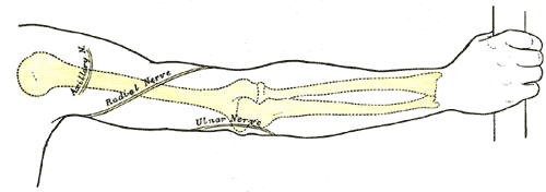 Back of right upper extremity, showing surface markings for bones and nerves.