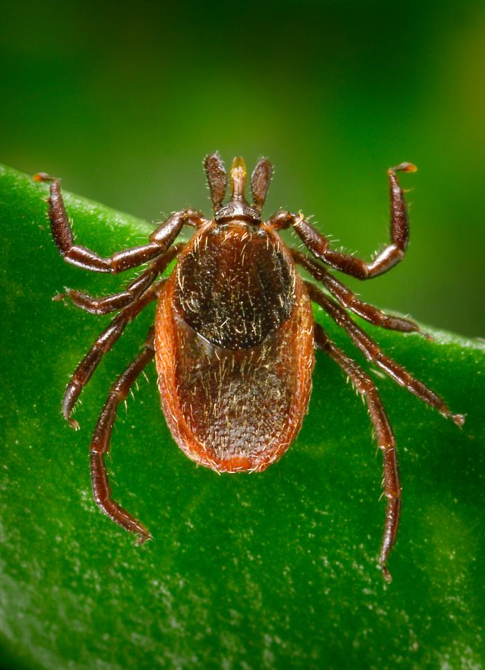 Dorsal view of an adult female western blacklegged tick, whichs transmit Borrelia burgdorferi (agent of Lyme disease). From Public Health Image Library (PHIL). [2]