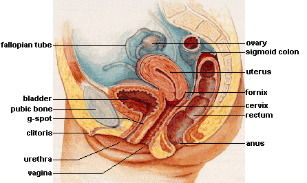 Female internal reproductive anatomy.