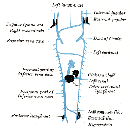 Scheme showing relative positions of primary lymph sacs.