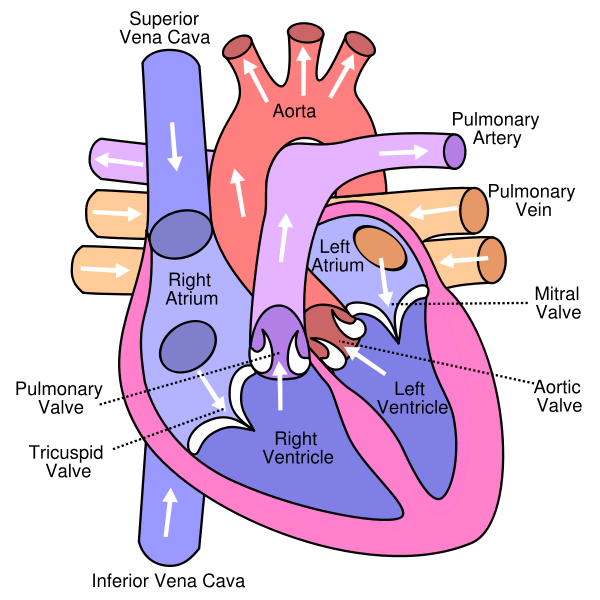 Caption:Anterior (frontal) view of the opened heart. White arrows indicate normal blood flow. (Tricuspid valve labeled at bottom left.)