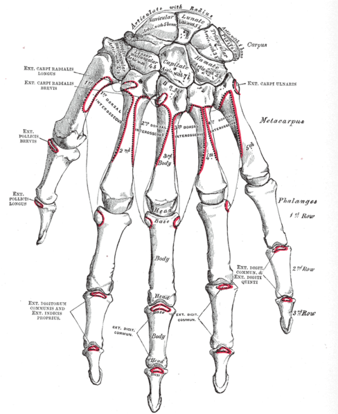 Bones of the left hand. Dorsal surface.