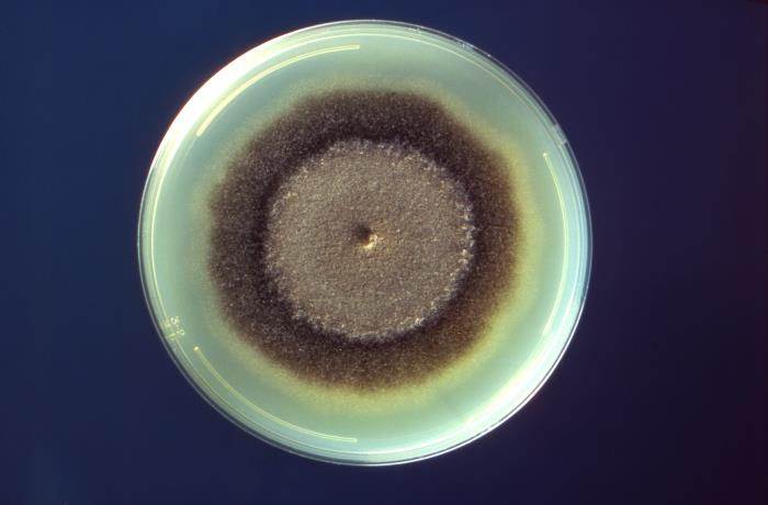 Petri dish culture plate inoculated with a culture of the fungal organism, Exserohilum rostratum, extracted from a foot lesion of a phaeohyphomycosis patient. From Public Health Image Library (PHIL). [3]