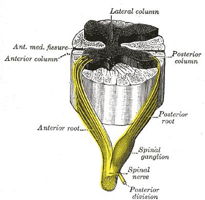 A spinal nerve with its anterior and posterior roots.