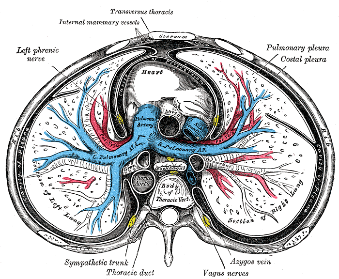 Transverse section of thorax, showing relations of pulmonary artery.