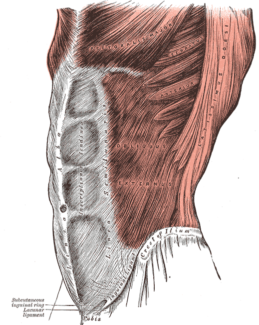 The Obliquus externus abdominis.