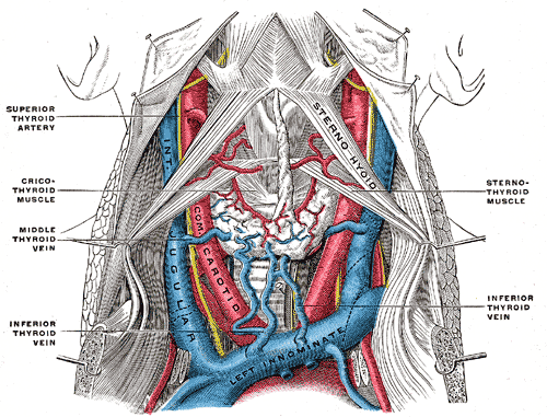 The fascia and middle thyroid veins.