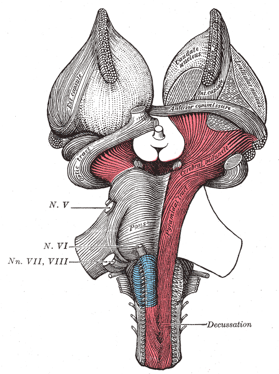 Superficial dissection of brain-stem. Ventral view.