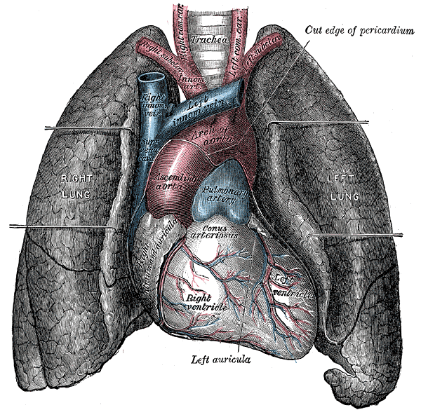 Front view of heart and lungs.
