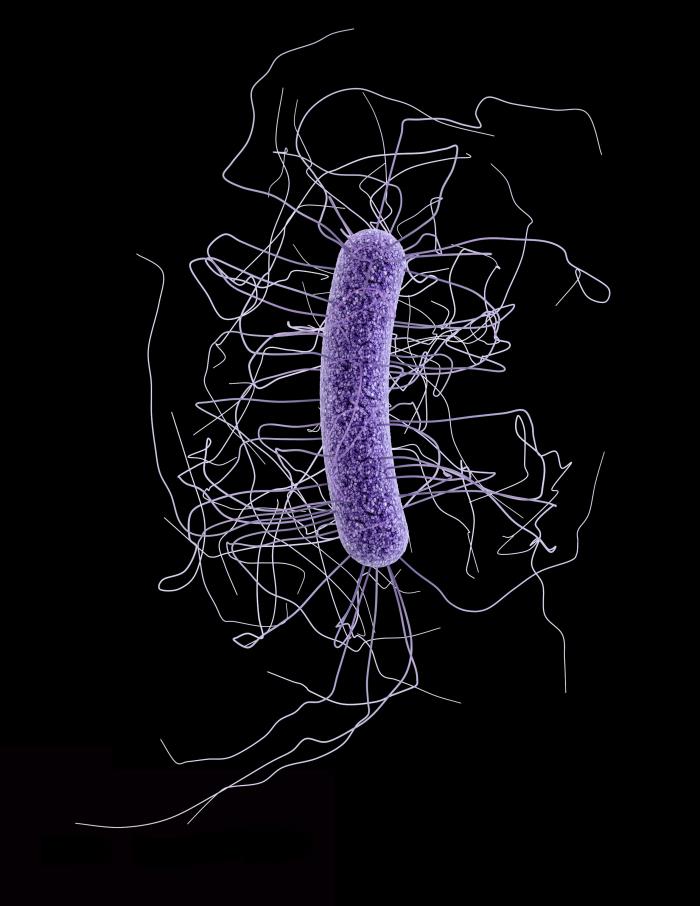 Illustration depicts the ultrastructural morphology exhibited by a single Gram-positive Clostridium difficile bacillus. From Public Health Image Library (PHIL). [12]