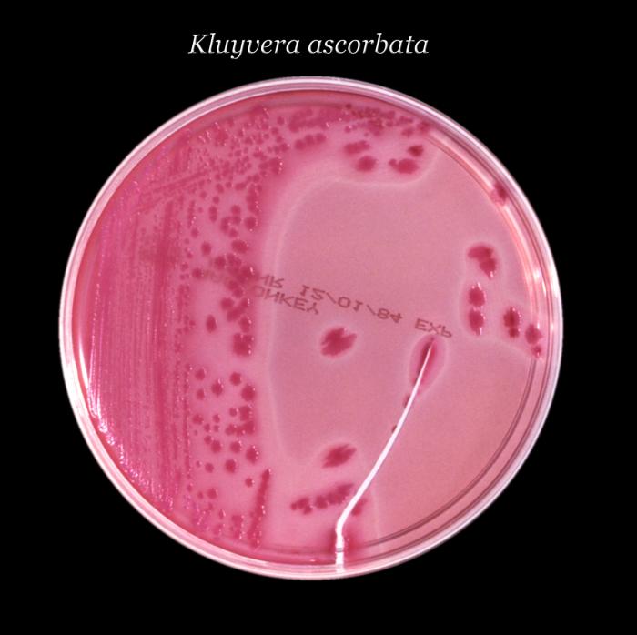MacConkey agar culture plate with Kluyvera ascorbata bacteria (24hrs). From Public Health Image Library (PHIL). [1]