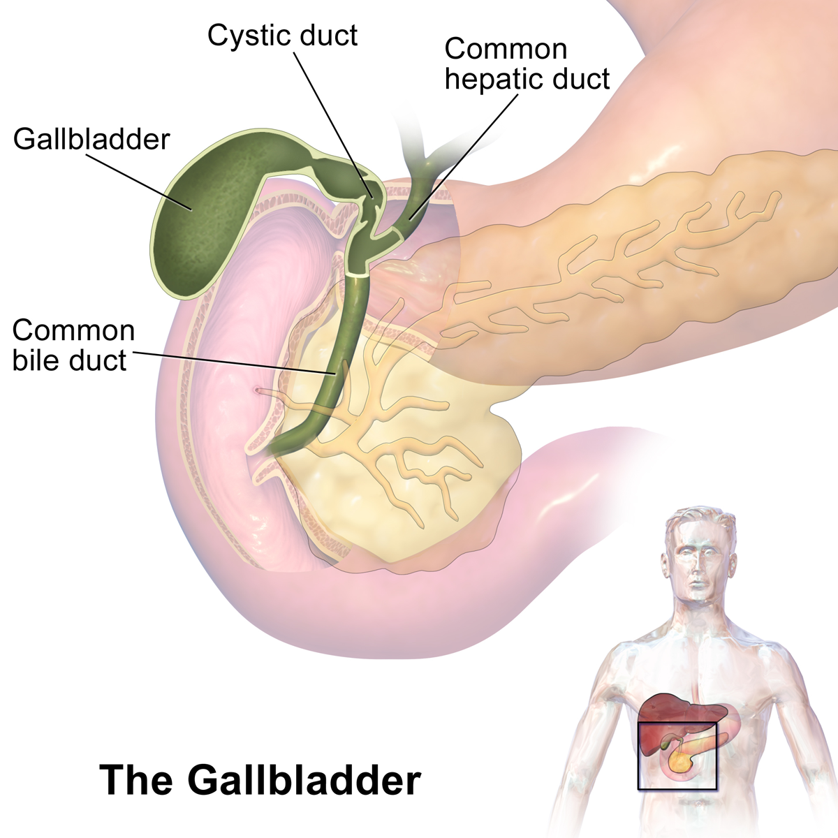 File:Gallbladder (organ).png