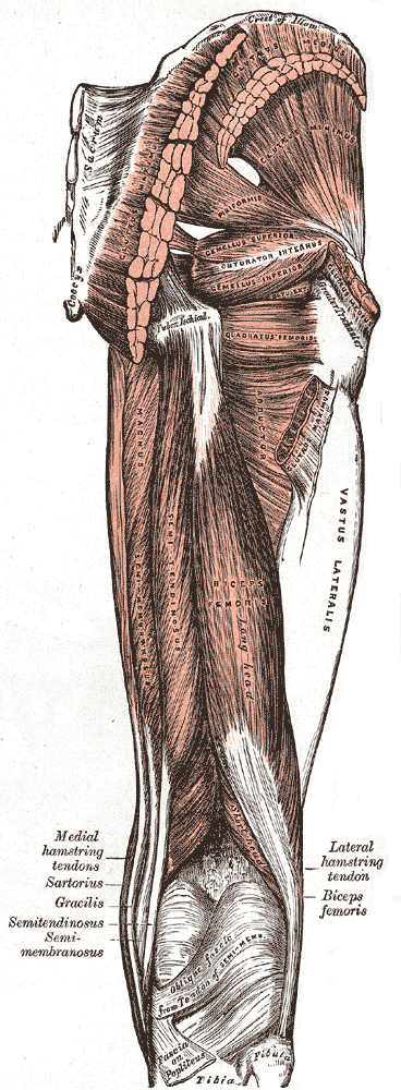 Muscles of the gluteal and posterior femoral regions.