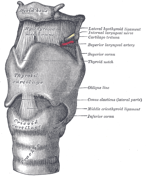The ligaments of the larynx. Antero-lateral view.