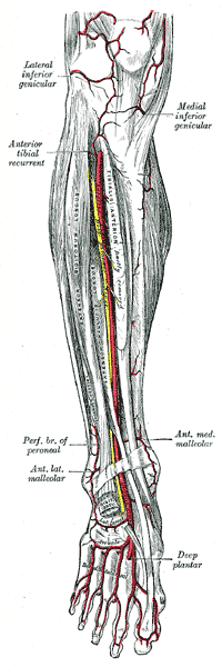 Anterior tibial artery and the muscles and bones of the leg - anterior view of right leg.
