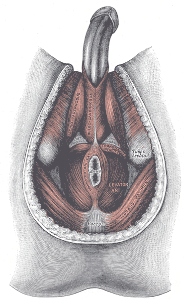 Muscles of the male perineum