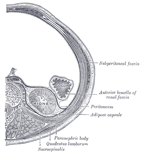 Transverse section, showing the relations of the capsule of the kidney.