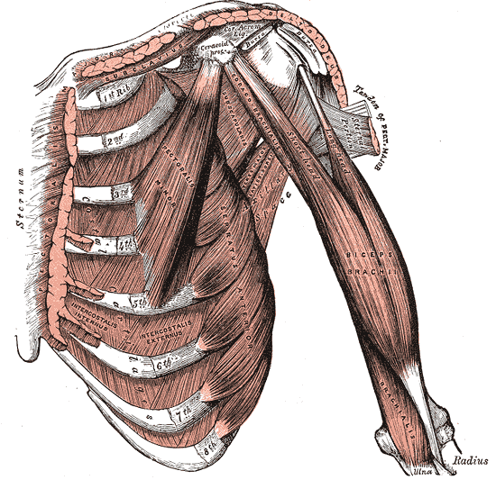 Deep muscles of the chest and front of the arm, with the boundaries of the axilla.