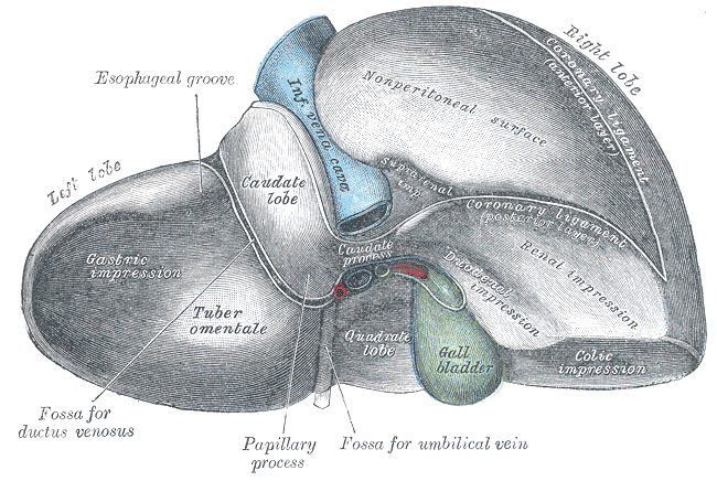 View of the inferior ("bottom") surface from Gray's Anatomy (1918)