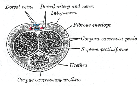 Transverse section of the penis.