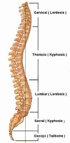 Right lateral view of normal columna vertebralis