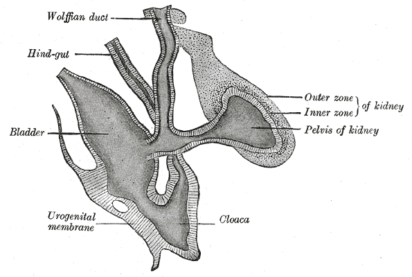 Primitive kidney and bladder, from a reconstruction.