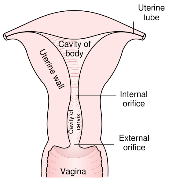 Posterior half of uterus and upper part of vagina.