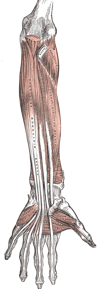 Front of the left forearm. Deep muscles.