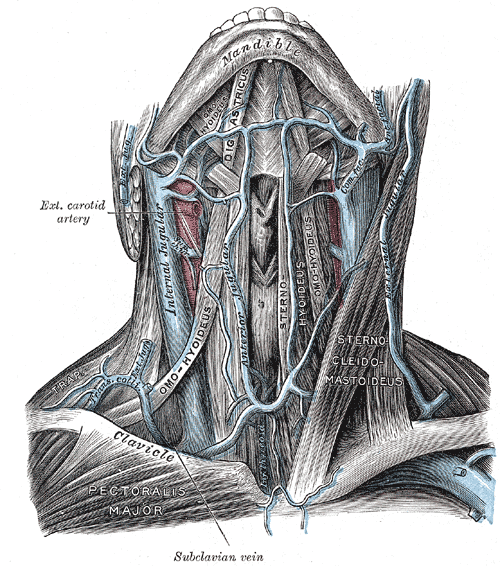 The veins of the neck, viewed from in front.