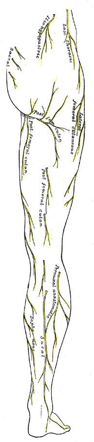 Cutaneous nerves of right lower extremity. Posterior view.