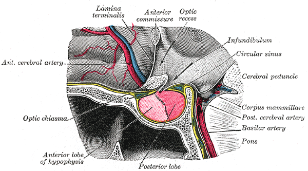 The hypophysis cerebri, in position. Shown in sagittal section.