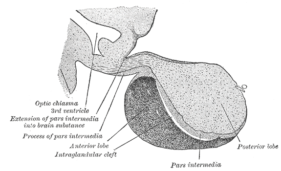 Median sagittal through the hypophysis of an adult monkey. Semidiagrammatic.